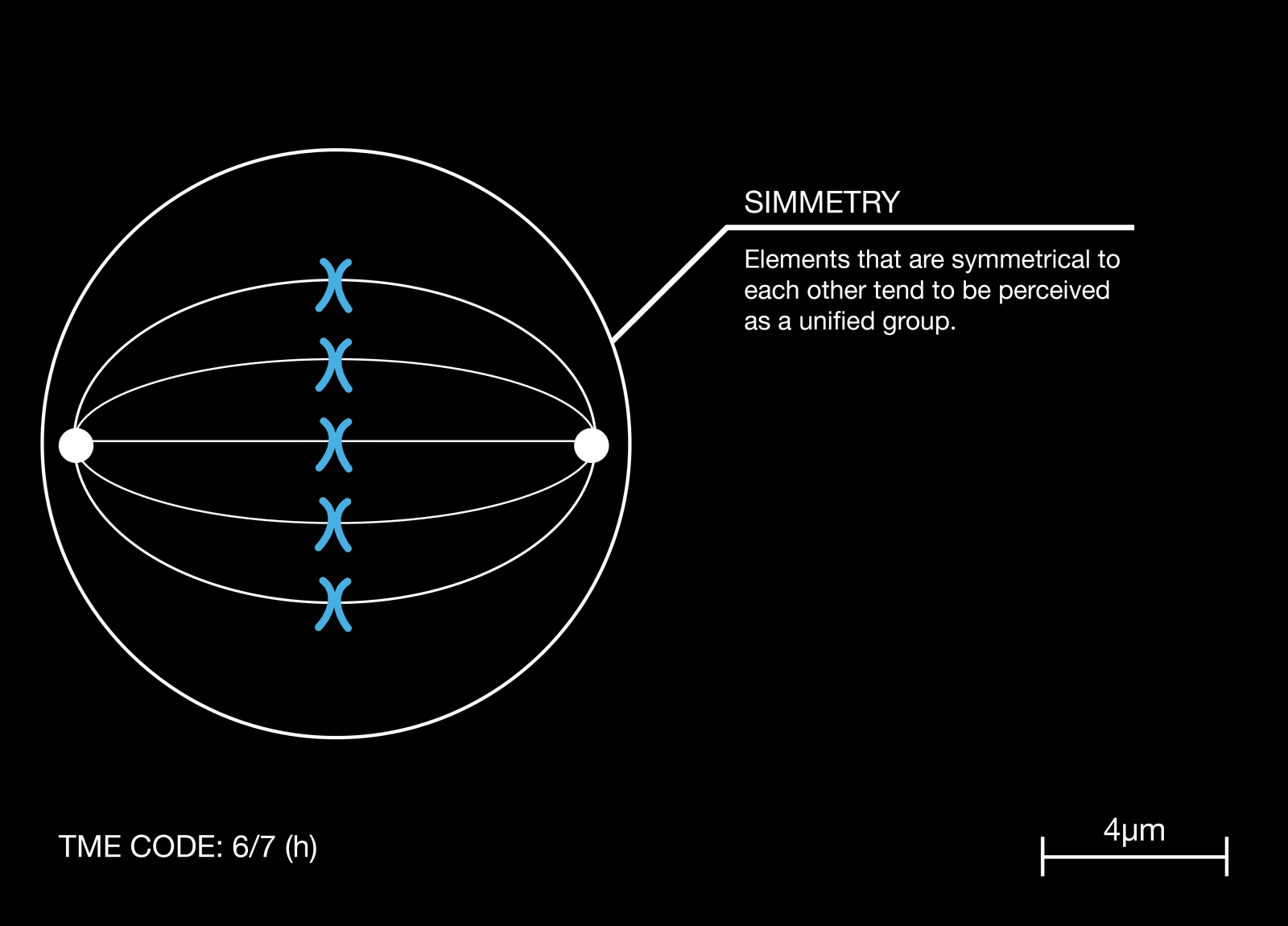 dettaglio con cellule e descrizione della legge della simmetria della gestalt